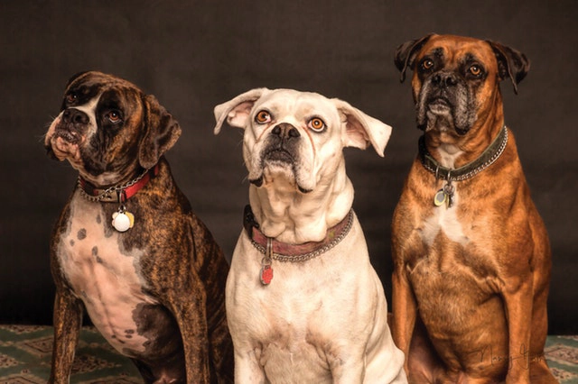 3 dogs representing duplicate records in sql